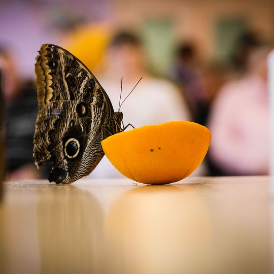 Iliustracija